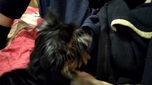 РЕЖИМ ЩЕНКА ЙОРКА в 5 месяцев