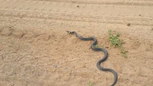 Змеи (Уж) ползают на дороге в Березовке