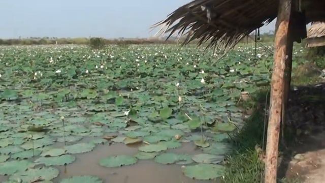 Плантация лотоса. Камбоджа 2011 смотреть онлайн