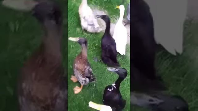 Чем кормить уток в пруду смотреть онлайн