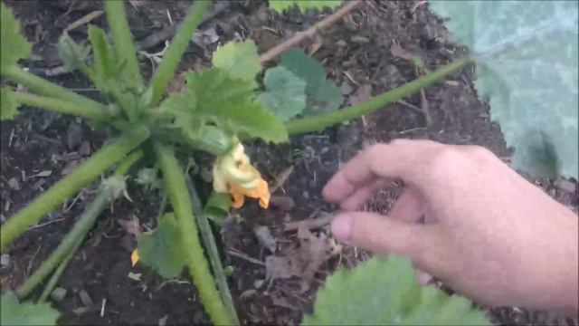 Cukinia - stan na 17 czerwca | Cukinia uprawa 2016 смотреть онлайн