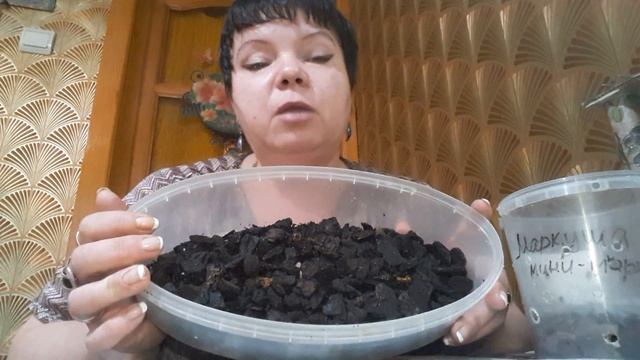 Пересадка Phal.Foenix • 2 ароматный спустя месяц.?