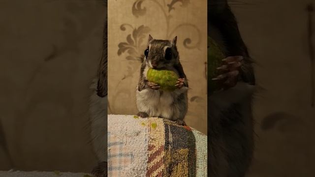 БЕЛКА ЛЕТЯГА! FLYING SQUIRREL! 飞鼠 #animals #flyingsquirrel #momonga #squirrel #anime #cute #world смотреть онлайн