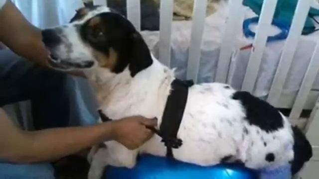 Мимо собаки проходили толпы людей и никто не обращал внимания. Скованный пёс не надеялся на спасени смотреть онлайн