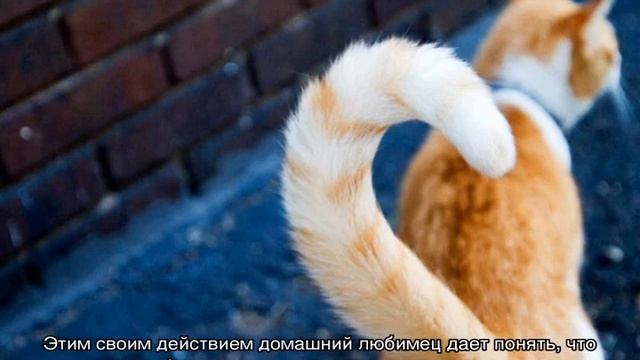 Почему кошки виляют хвостом: варианты что это значит смотреть онлайн