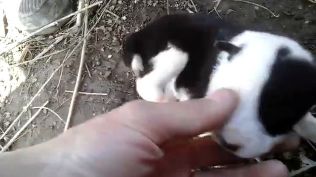 Лайка щенки Учарале смотреть онлайн