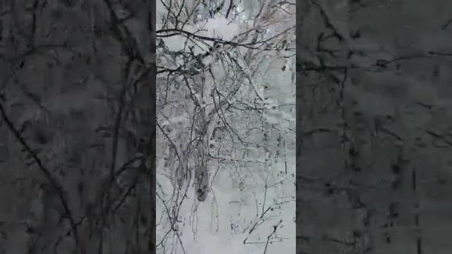 Зимний вечер... на Камчатке смотреть онлайн