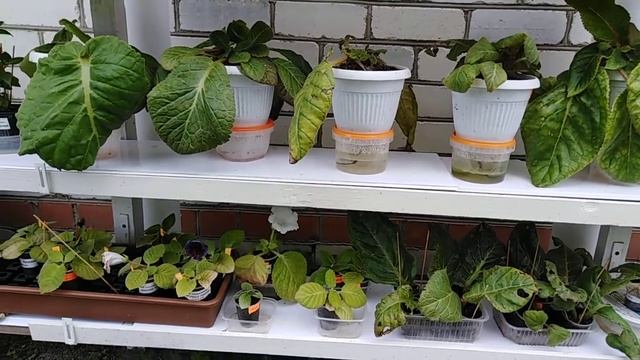 Глоксинии на улице летом. смотреть онлайн