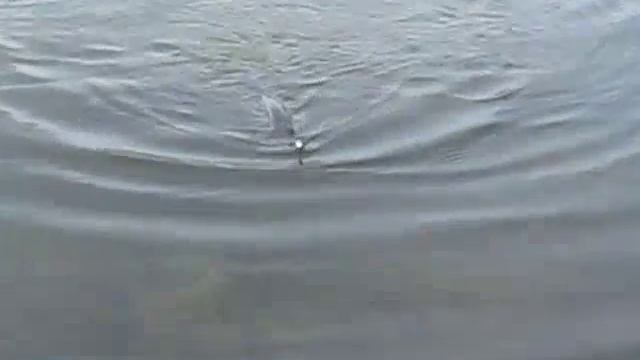 Рыбалка на щуку воблером смотреть онлайн