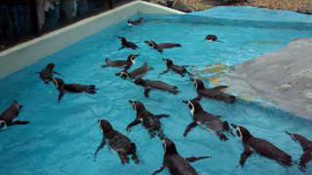 Пингвины 1 смотреть онлайн