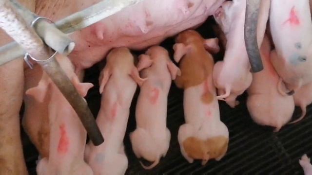 Crossbreeding Largewhite X Duroc