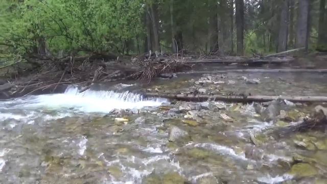 Пробиваем дорогу к рыбным ручьям, а рыбы нет. смотреть онлайн