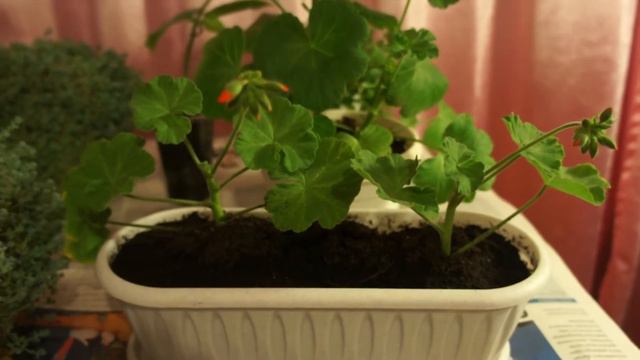 Бутоны не завяли!))) 18.04.16. смотреть онлайн