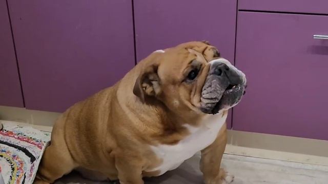 Всегда голодная, поспит и опять идёт просит есть🙈 смотреть онлайн