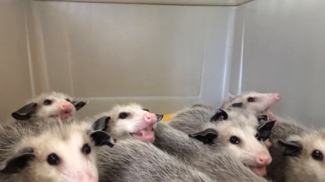 Opossums funny eating bananas смотреть онлайн