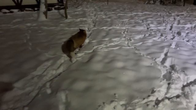 Алиса - лиса. Ныряем в снег