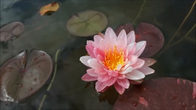 Нимфея Painted lady (Разрисованная леди) кувшинка, waterlily, водные растения, пруд смотреть онлайн