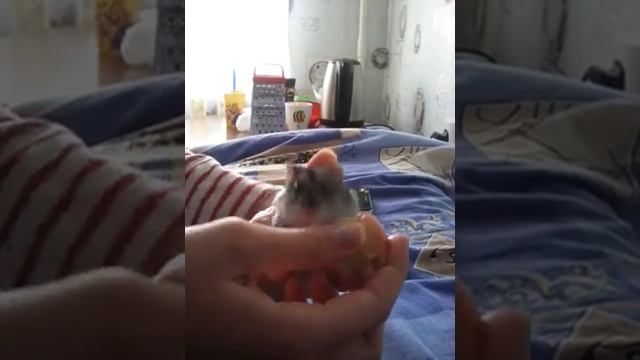 Как определить пол хомячка : 3 смотреть онлайн