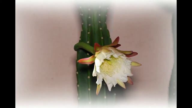 ヤマカルチュウ（柱）　Cereus jamacaru 開花 2013.9.9 смотреть онлайн