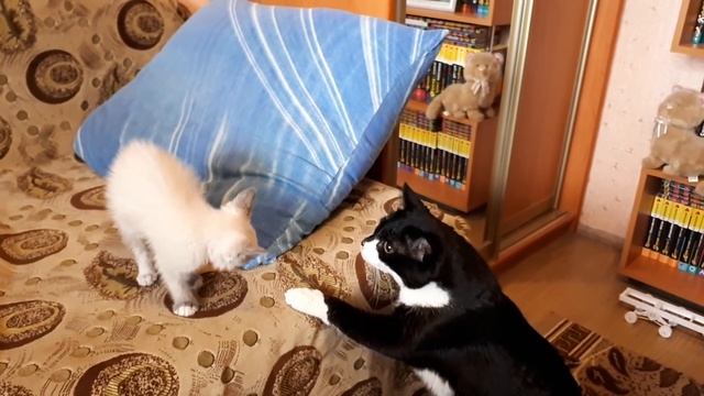 Принесли кота домой... смотреть онлайн