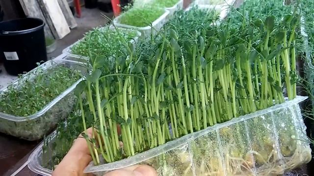 ГородскаяФерма,Гидропоника,Микрогрин,Витграсс. смотреть онлайн