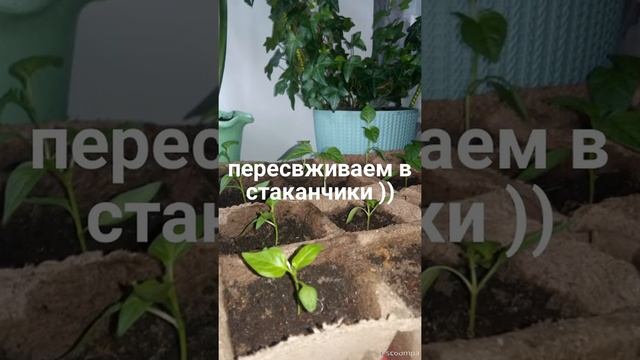 Посадка в " улитку " на воде! Тыква, кабачки, клубника..земляника..перцы..помидоры.. салат.. и т.д. смотреть онлайн