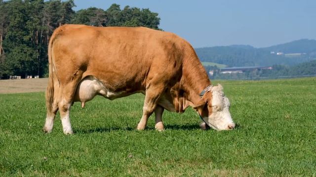 1 Hour Of Farm Animal Noises | Farm Ambience Sound For Sleeping