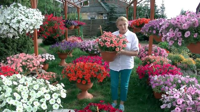 Биотехника. Цветы 2019-2020. Часть 2. Петунии.