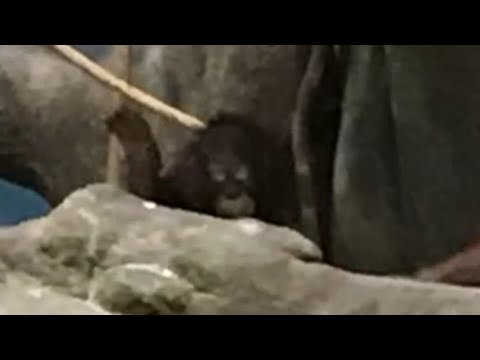 Bigfoot: Photographic Evidence And Environmental Awareness