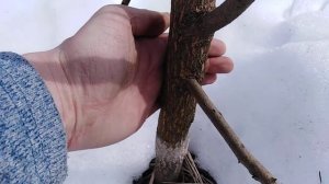 Хурма в открытом грунте в средней полосе