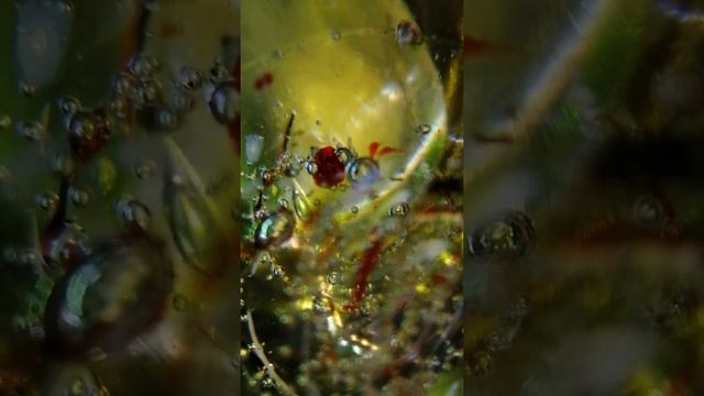 Я МОГУ ТЕБЯ ОЧЕНЬ ЖДАТЬ. ЭДУАРД АСАДОВ. СТИХИ О ЛЮБВИ. ЧИТАЕТ ОЛЬГА ШУБИНА. 27.03.2021 18 + смотреть онлайн