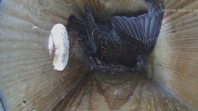 Птенцы скворца 19 июня 2017г смотреть онлайн