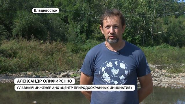 Расчистить русло, остановить загрязнение. Экологи намерены вернуть к жизни реку Седанку смотреть онлайн