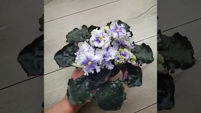 Фиалка Ф-Ледяные Узоры