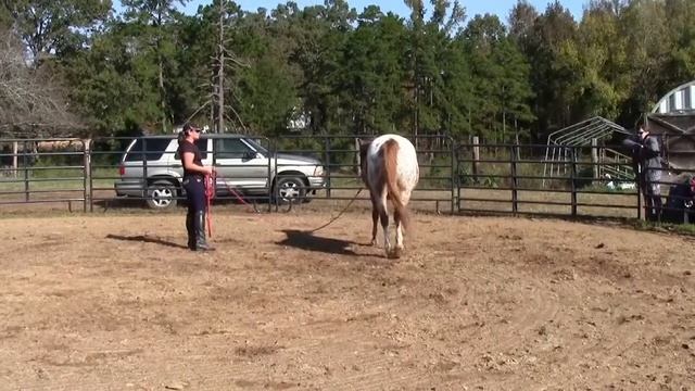 Dreamer - Teaching Obedience on the Longe смотреть онлайн