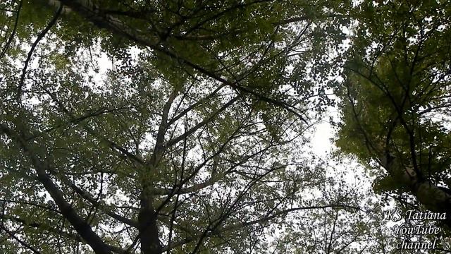 ЗВУКИ ПРИРОДЫ: на лесной полянке смотреть онлайн