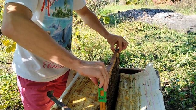 Смотрю пчёл среднерусской породы без перчаток смотреть онлайн