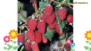 Малина обыкновенная Маросейка. Краткий обзор, описание характеристик, где купить саженцы Maroseika