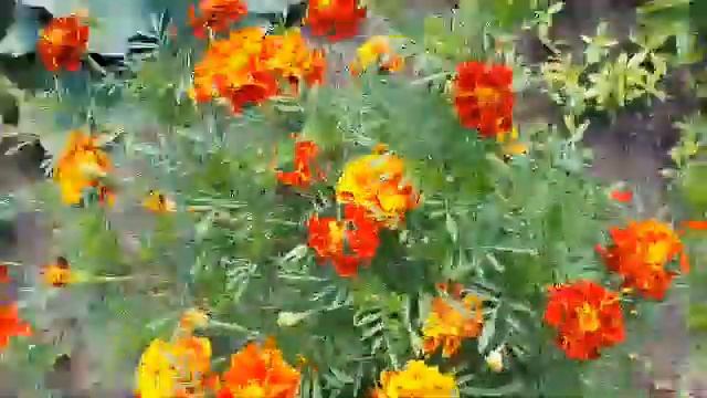 Многолетний флокс из семян смотреть онлайн