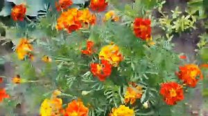 Многолетний  флокс из семян