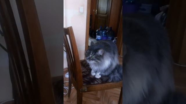 Реакция кошки на собак в телевизоре | Cat reacts on TV show about dogs смотреть онлайн