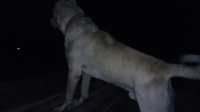 Буян освоился на новом месте!!! Уже охраняет!!! смотреть онлайн