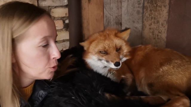 Я и мои лисы 🦊 Василиса и Фокси смотреть онлайн