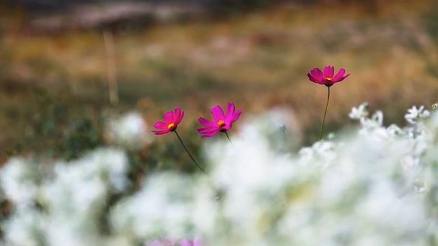 A meadow of flowers and healing music will help restore a good state, peace, relaxation смотреть онлайн