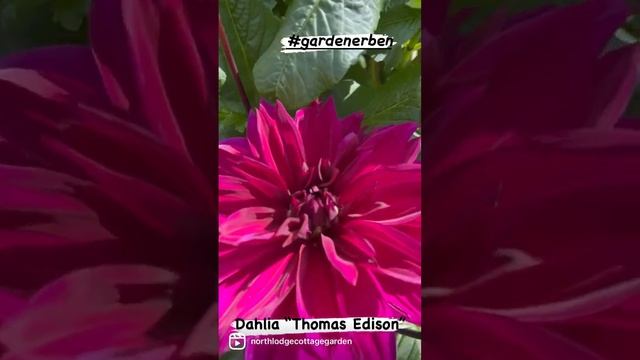 Dinnerplate Dahlia “ Thomas Edison” #gardenerben follow my Instagram￼ (northlodgecottagegarden)￼ смотреть онлайн