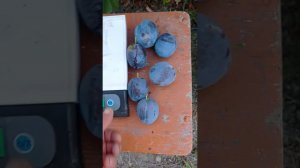 слива сорт Ненька