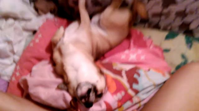 Куки возвращается/Куки играет 3 смотреть онлайн