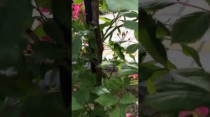 Красивые розы. Плетистая роза Супер Дороти (3 зона)