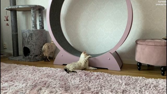 Бенгальский кот в колесе. Снежные Бенгалы || Snow Bengal cat in a wheel смотреть онлайн