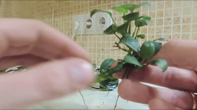 Анубиас. Размножение смотреть онлайн